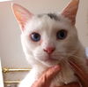 Whitey