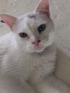Whitey