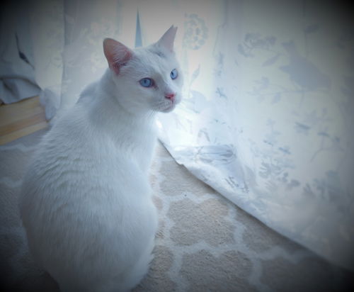 Whitey