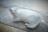 Whitey