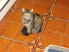 Amy