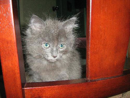 Baby Pistache