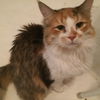Chessie