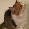 Chessie