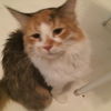 Chessie