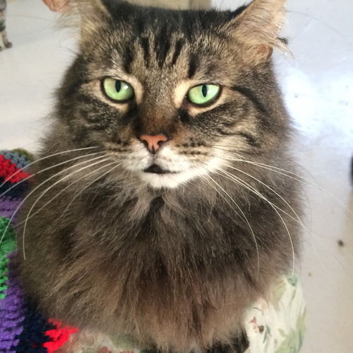 Jolie
