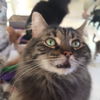 Jolie