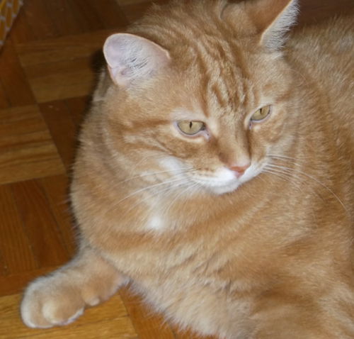 Jakey