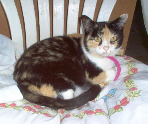 Jasmine