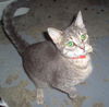 macha