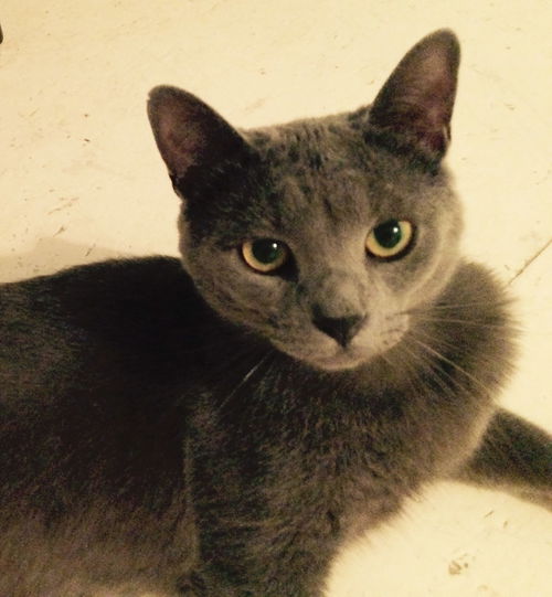 Léo Junior
