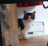 Romeo