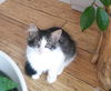 Romeo