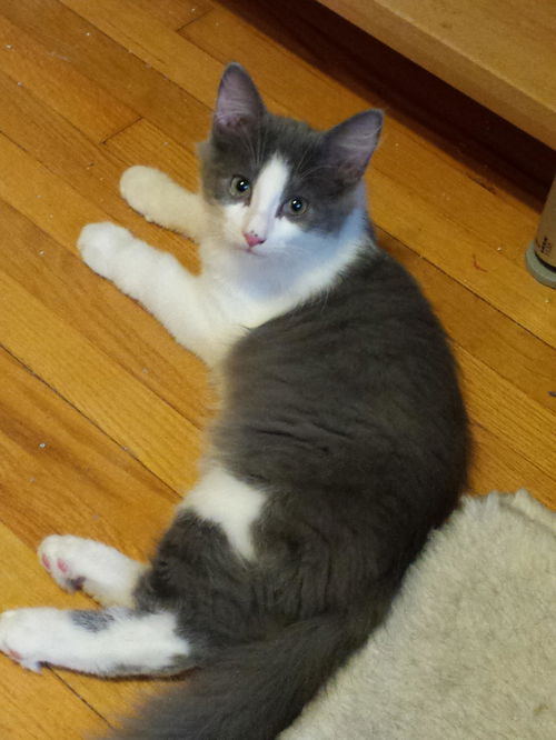Finnigan