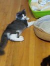 Finnigan