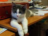 Finnigan