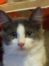 Finnigan