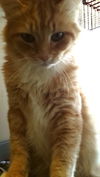 Zazou