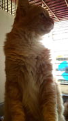 Zazou