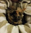 Fifi