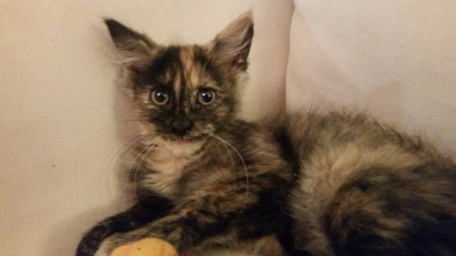 Fifi