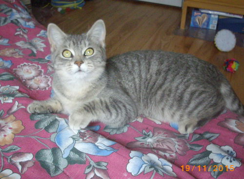 Arwen