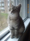 Arwen