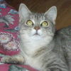 Arwen