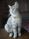 Arwen