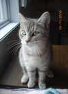 Arwen