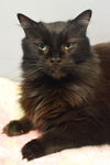 adoptable Cat in , QC named Pivoine