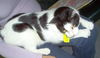 Gaspard 2