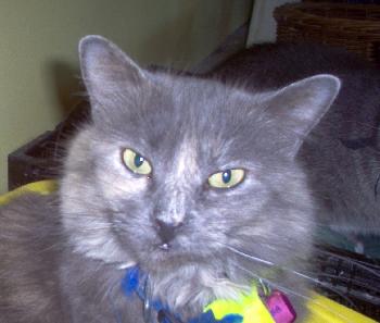 Tasha