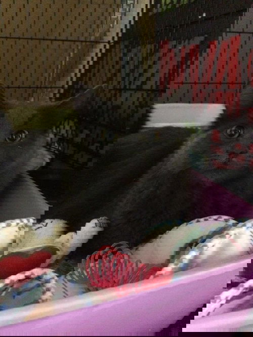 Akuma