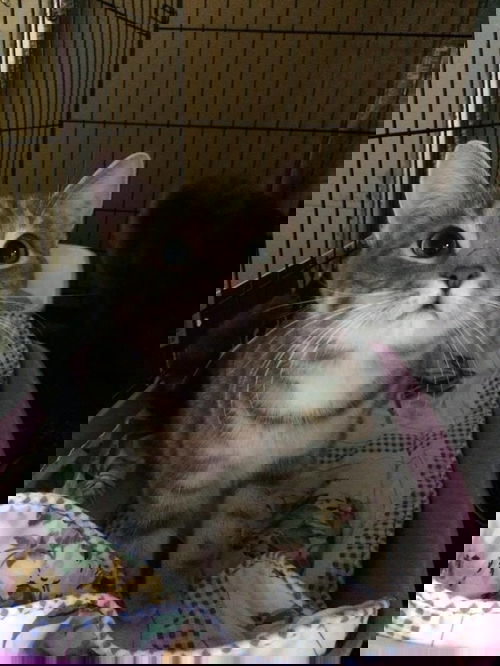Tenshi