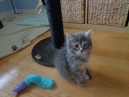 Lilas Baby