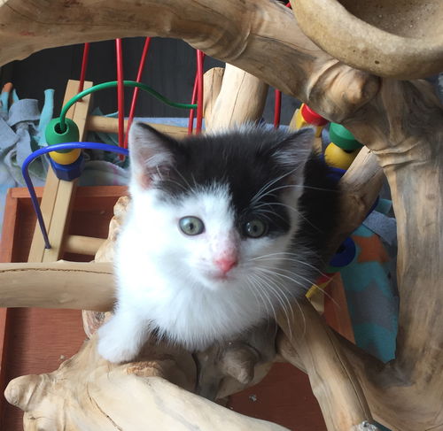 Hugo