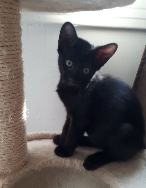 Zorro