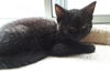 Onyx