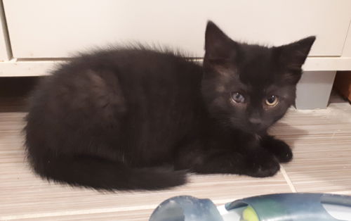 Onyx