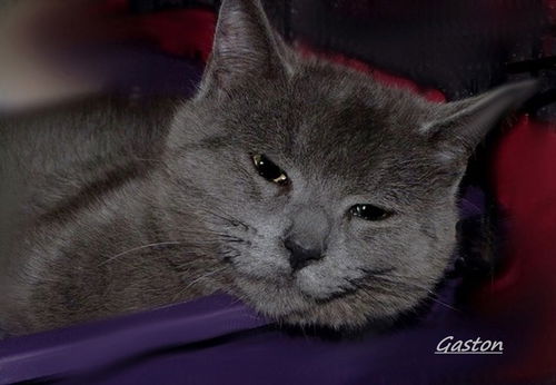Gaston