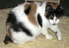 Picotine