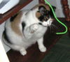 Picotine