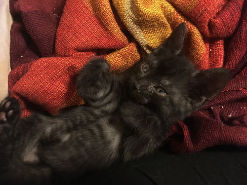 Zorro-Baby