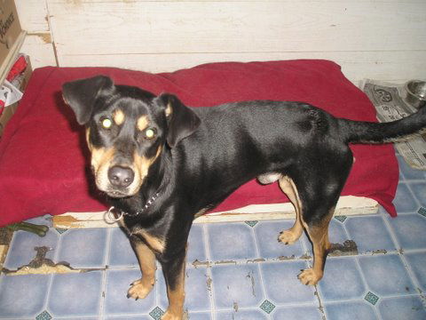 Takoda