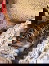 Edgar