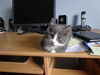 Achille