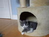 Achille