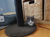 Achille