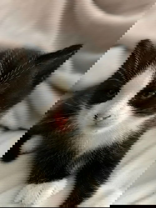 Alphie